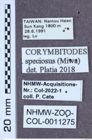 Etikett zu Corymbitodes speciosus (Miwa, 1928)